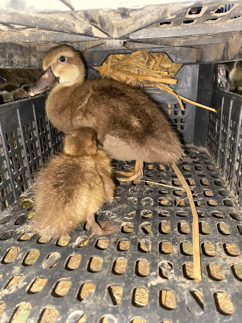 khaki Campbell ducks available for sale — photo 2