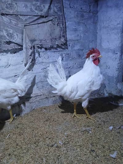 Murgay for sale  0/3/7/0/0/5/3/9/1/6/8