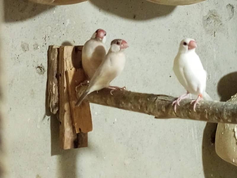 White java , Albaino Java, Opal Java, Silver Java 6