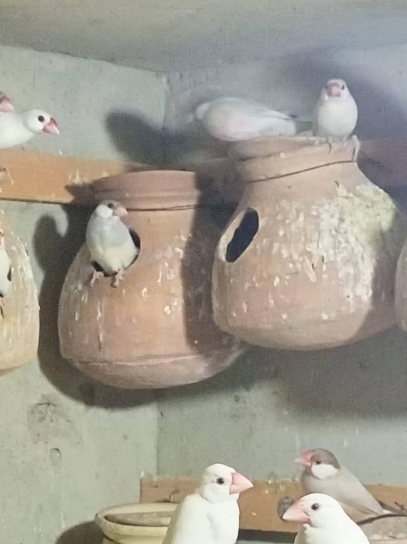 White java , Albaino Java, Opal Java, Silver Java 7