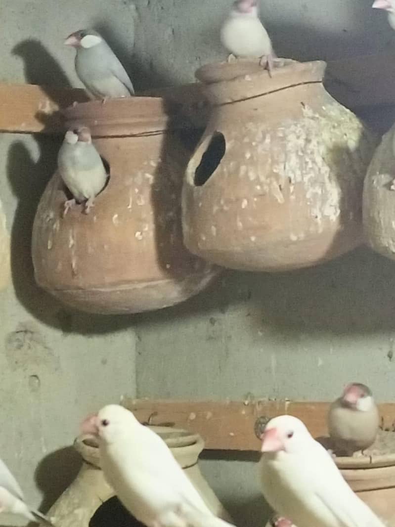 White java , Albaino Java, Opal Java, Silver Java 8