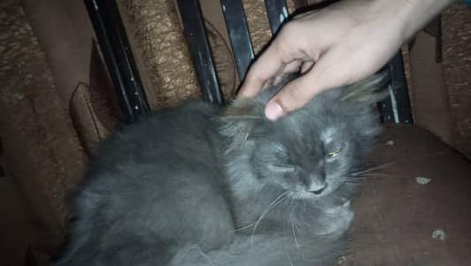 persion cat tripple coat