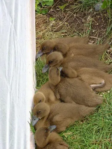 khaki Campbell ducks — photo 2