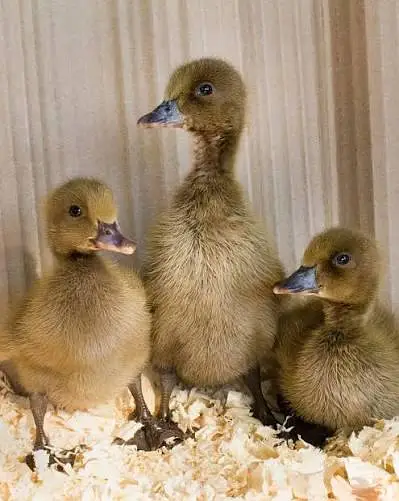 khaki Campbell ducks — photo 3