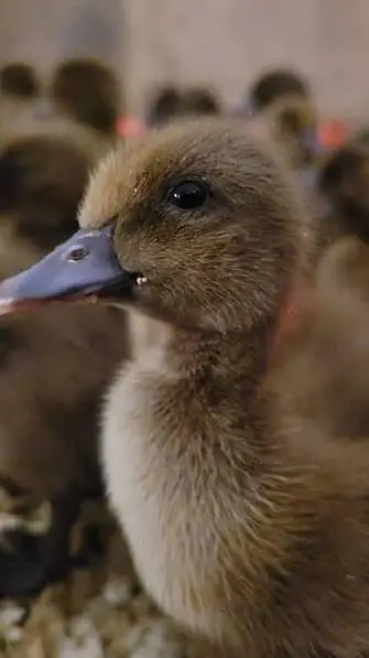khaki Campbell ducks available for sale — photo 3