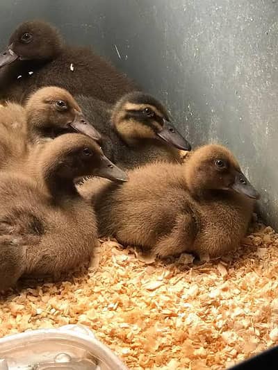 khaki Campbell chicks available for sale