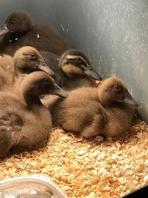 khaki Campbell ducks available for sale — photo 2