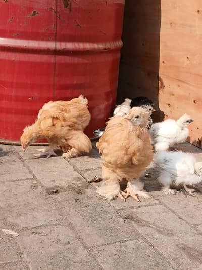 golden buff bantam. polish. silkie
