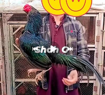 aseel murga mihrithi plus  amroha cross high quality