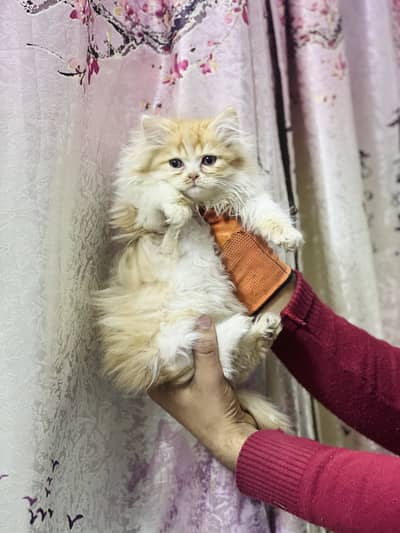 Persian male punch face  kitten for sale triple coated