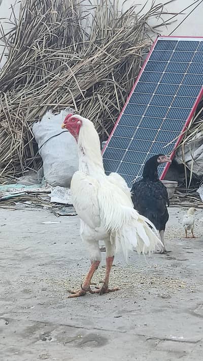 shamo pairs. . home breeder hai mashallah