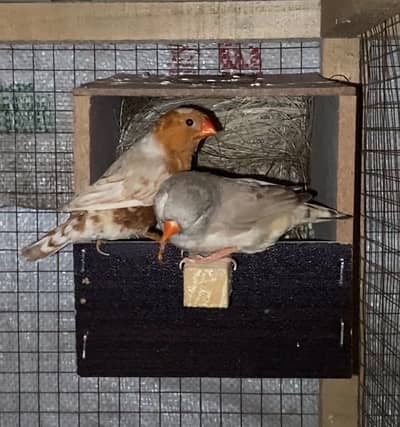 Full orange finch breeder fertile pair available