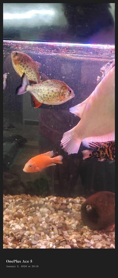 Pirhana 4pc is for sale