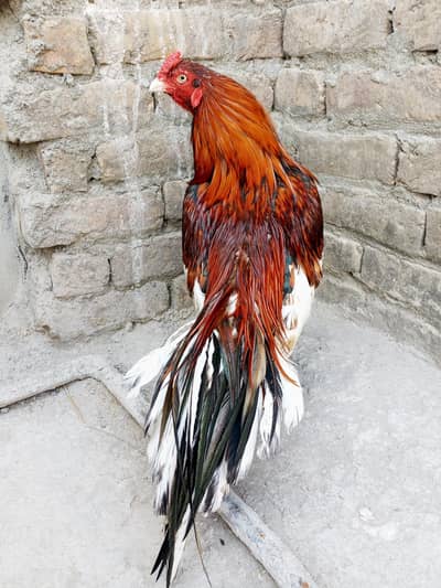 Amroha pair Zero size