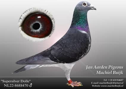 Jan Arden silver eye male  | Qasid kabooter |  qasid pigeon