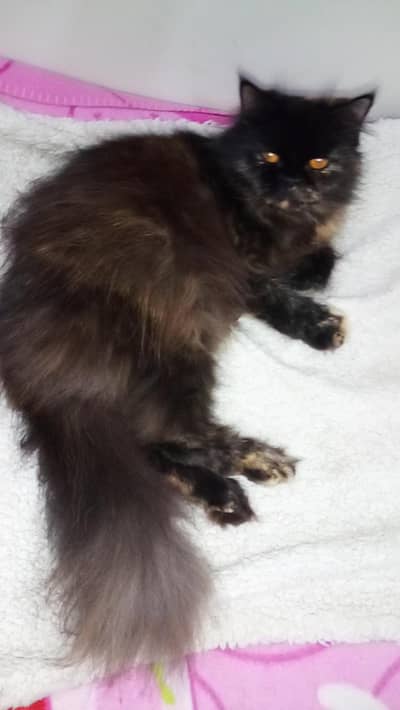 Persian female available