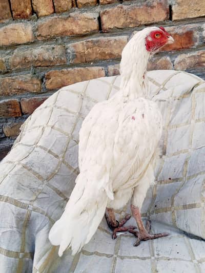 Heera aseel Madi paper white 3kg