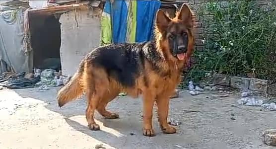 German shepherd adult male