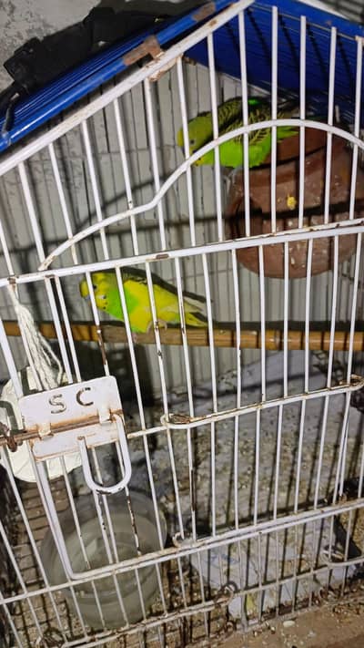 Breeder pairs for sale