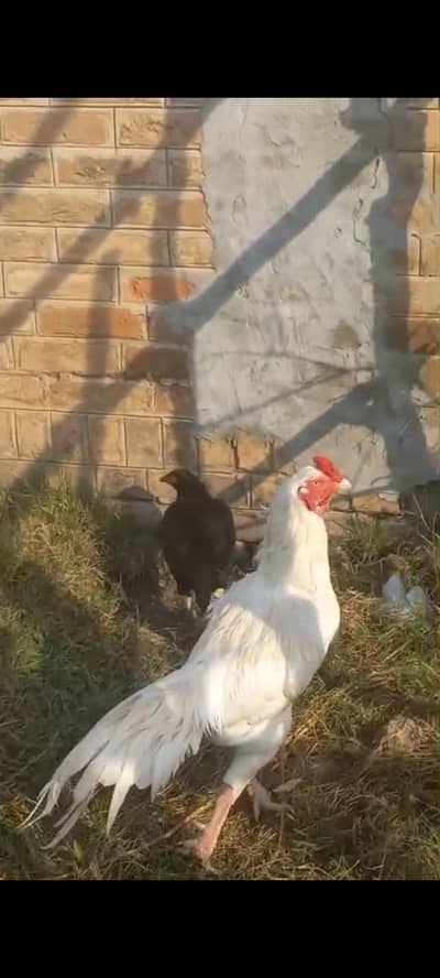 Selling Heera Aseel Male with Big Tail