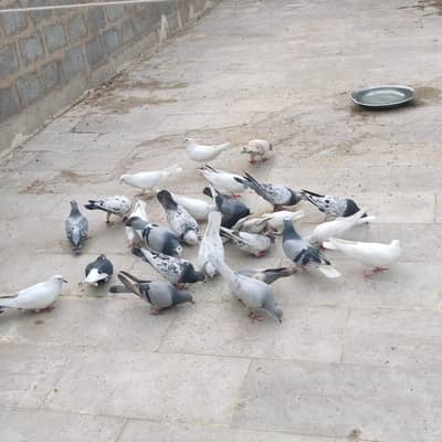 pigeons for sell