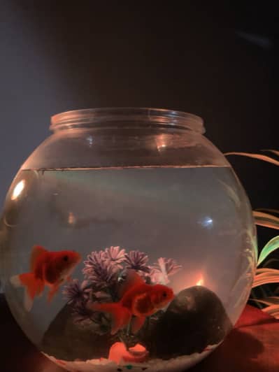 Gold Fish Pair with Complete Aquarium Setup