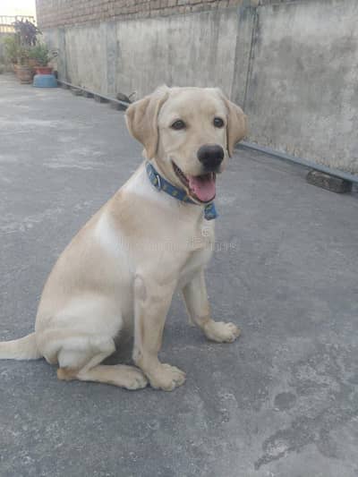 labrador male puppy for sale