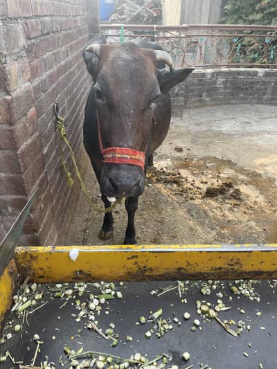 Khangar Cow 2.5 litre doodh.       Khali cow ha