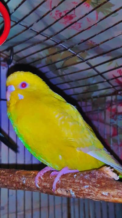 Albino red eyes female astralion yellow color