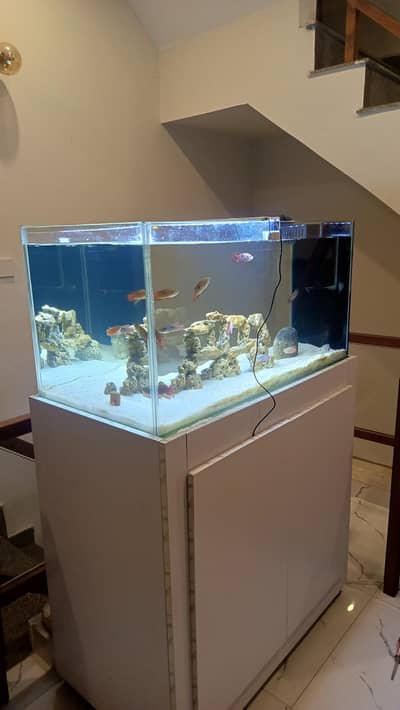 3ft aquarium with sump system