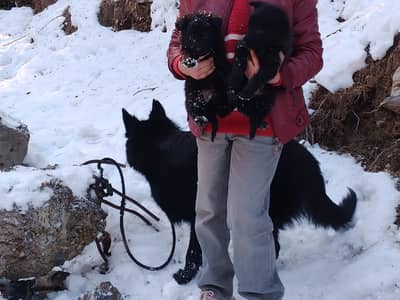 Black German shephered puppies|Dogs|imported blood line |GSD Puppyt
