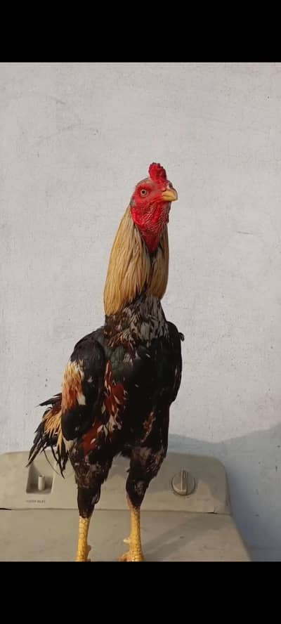 Aseel MurgA For Sell