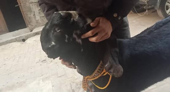 beetal breeder male kid