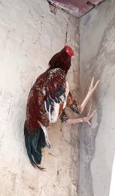 aseel white nok naali cheena patha for sell price fnf 5500