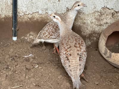 Teetar ki bachoon ka pair