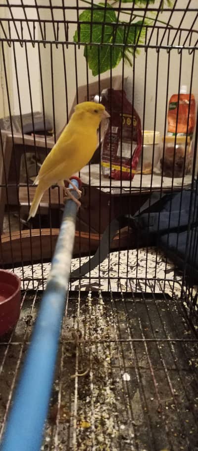 Singing Canary Male Yellow Crested Fully Singing