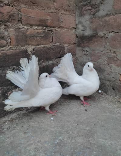 5 Lakky pairs breader