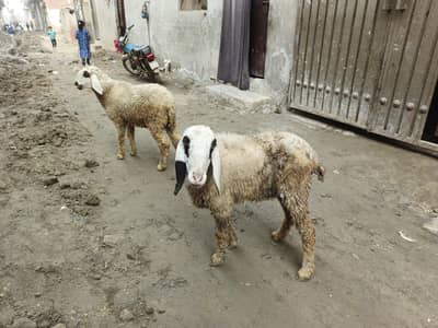 sheep femail mom and daughter both are pragnent