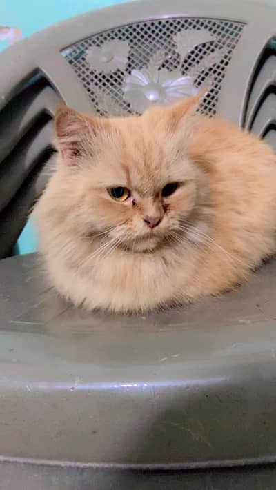 Persion Cat For Sale