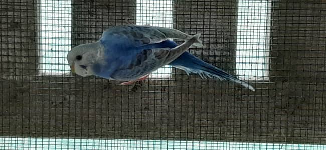 2 chicks budgies and 1 pair green fisher for sale