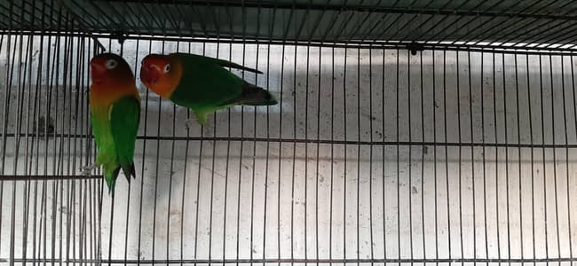 1 pair green fisher for sale