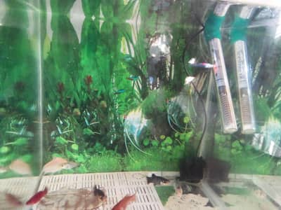 Machiyan Package:Size:1 foot lamba,1 foot uncha,1 foot Choura