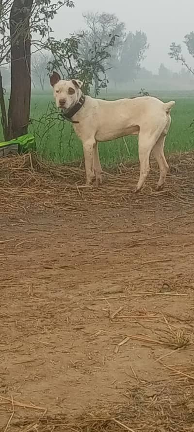 بھلتی وایس میسج کر یار!