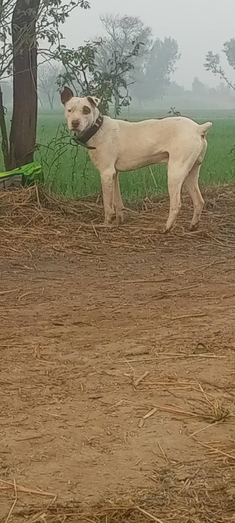 بھلتی وایس میسج کر یار! 0