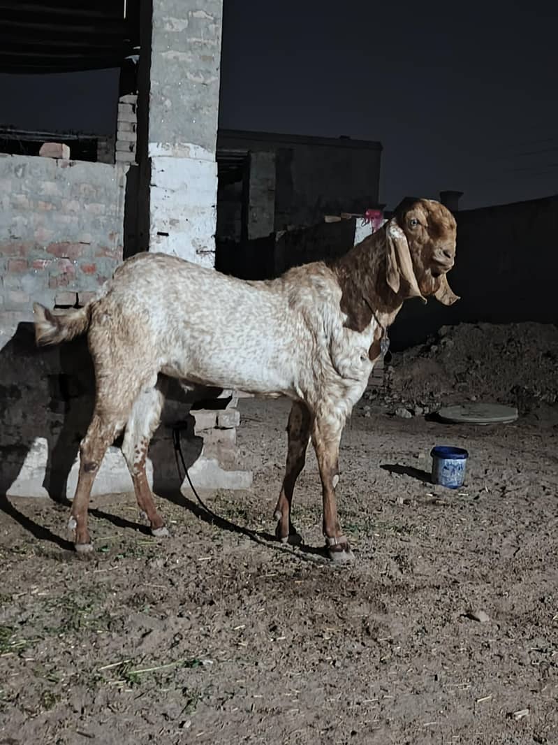 pure makhi cheeni - Goats - 1110253012