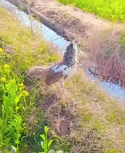 Mash Allah Blue paid 7month female available for sale in Faisalabad