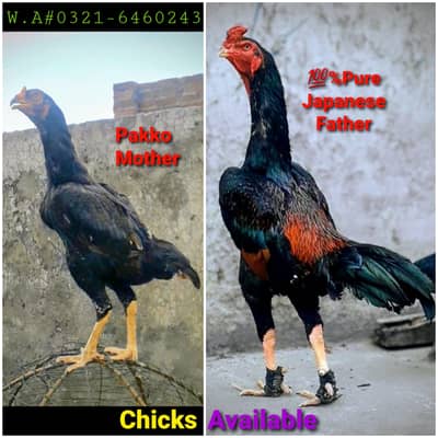 Japanese Shamo  X Pakko chicks