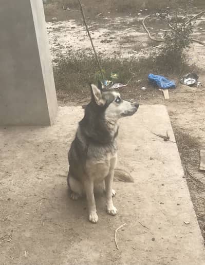 Female Siberian husky ready for litter