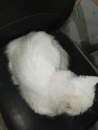 card available nhi hai per urgent sale km hojay gy