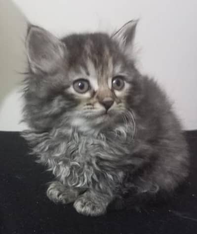 Persian kitten's Looking For a New House/Urgent
